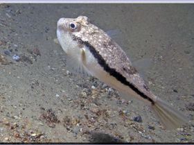Closer Scorpionfish at Bare Island