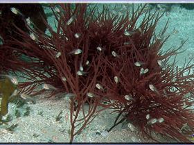 Closer Scorpionfish at Bare Island