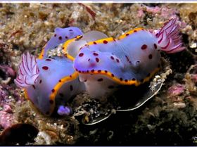 Closer Scorpionfish at Bare Island