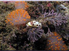 Closer Scorpionfish at Bare Island