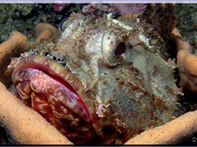 Closer Scorpionfish at Bare Island