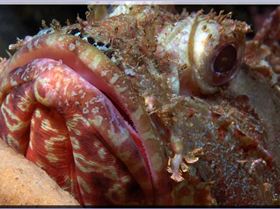 Closer Scorpionfish at Bare Island