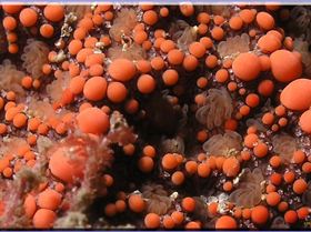 Seastar close-up at Bare Island