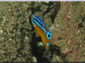 Juvenile Palma at Kurnell