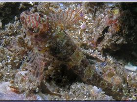 Two Spot Goby at Kurnell