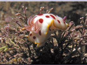 Nudibranch at Bare Island