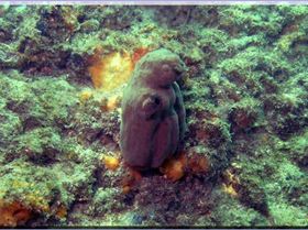 Rae Koala Sponge at Shiprock
