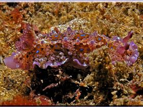 Blue spotted Nudi at Kurnell
