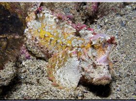 Anglerfish at Kurnell