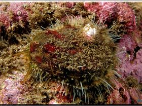 Live Abalone at Bare Island