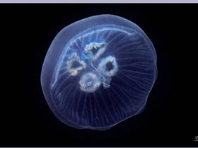 Jellyfish at Bare Island