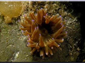 Anenome at Bare Island
