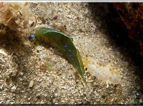 LoxPix Sub-Aqua shot