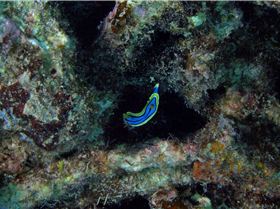 LoxPix Sub-Aqua shot