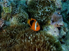 LoxPix Sub-Aqua shot