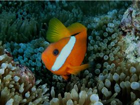 LoxPix Sub-Aqua shot