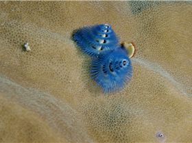 LoxPix Sub-Aqua shot