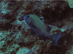 LoxPix Sub-Aqua shot