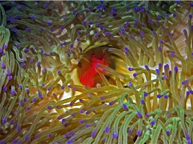 LoxPix Sub-Aqua shot