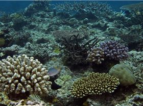 LoxPix Sub-Aqua shot