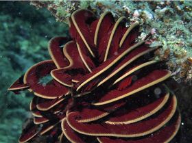 LoxPix Sub-Aqua shot