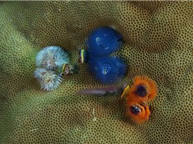 LoxPix Sub-Aqua shot