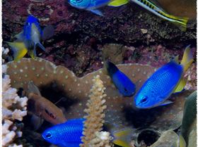 LoxPix Sub-Aqua shot