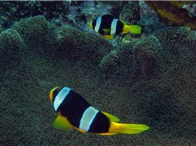 LoxPix Sub-Aqua shot