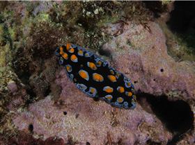 LoxPix Sub-Aqua shot