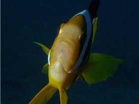 LoxPix Sub-Aqua shot