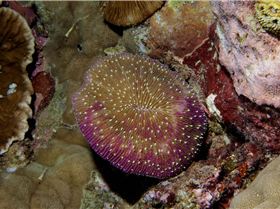 LoxPix Sub-Aqua shot