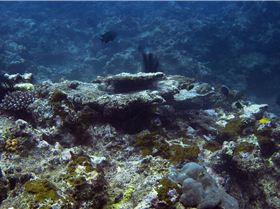 LoxPix Sub-Aqua shot