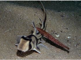 LoxPix Sub-Aqua shot