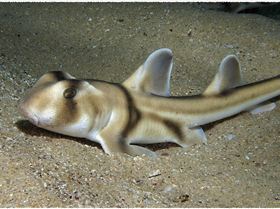 LoxPix Sub-Aqua shot