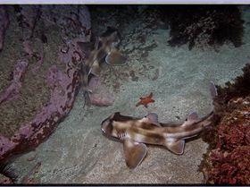 LoxPix Sub-Aqua shot