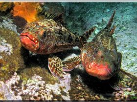 LoxPix Sub-Aqua shot