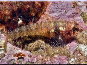 LoxPix Sub-Aqua shot