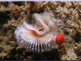 LoxPix Sub-Aqua shot