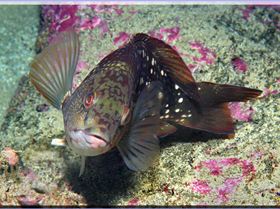 LoxPix Sub-Aqua shot