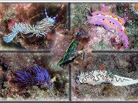 LoxPix Sub-Aqua shot