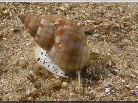 LoxPix Sub-Aqua shot