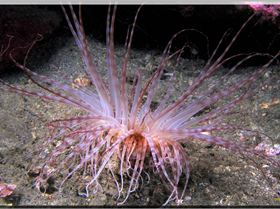 LoxPix Sub-Aqua shot