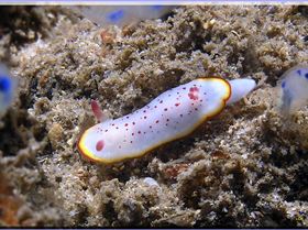 LoxPix Sub-Aqua shot