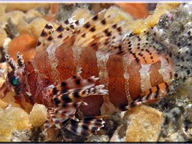 LoxPix Sub-Aqua shot