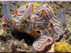 LoxPix Sub-Aqua shot