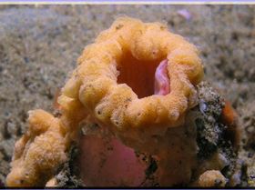 LoxPix Sub-Aqua shot