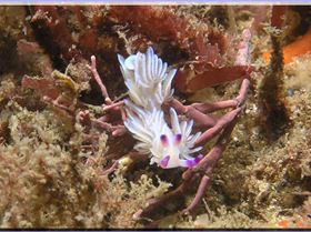 LoxPix Sub-Aqua shot