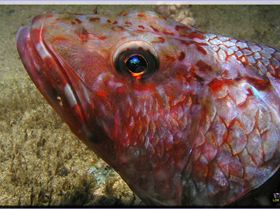 LoxPix Sub-Aqua shot