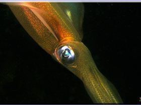 LoxPix Sub-Aqua shot