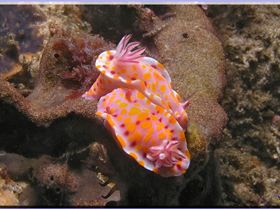 LoxPix Sub-Aqua shot